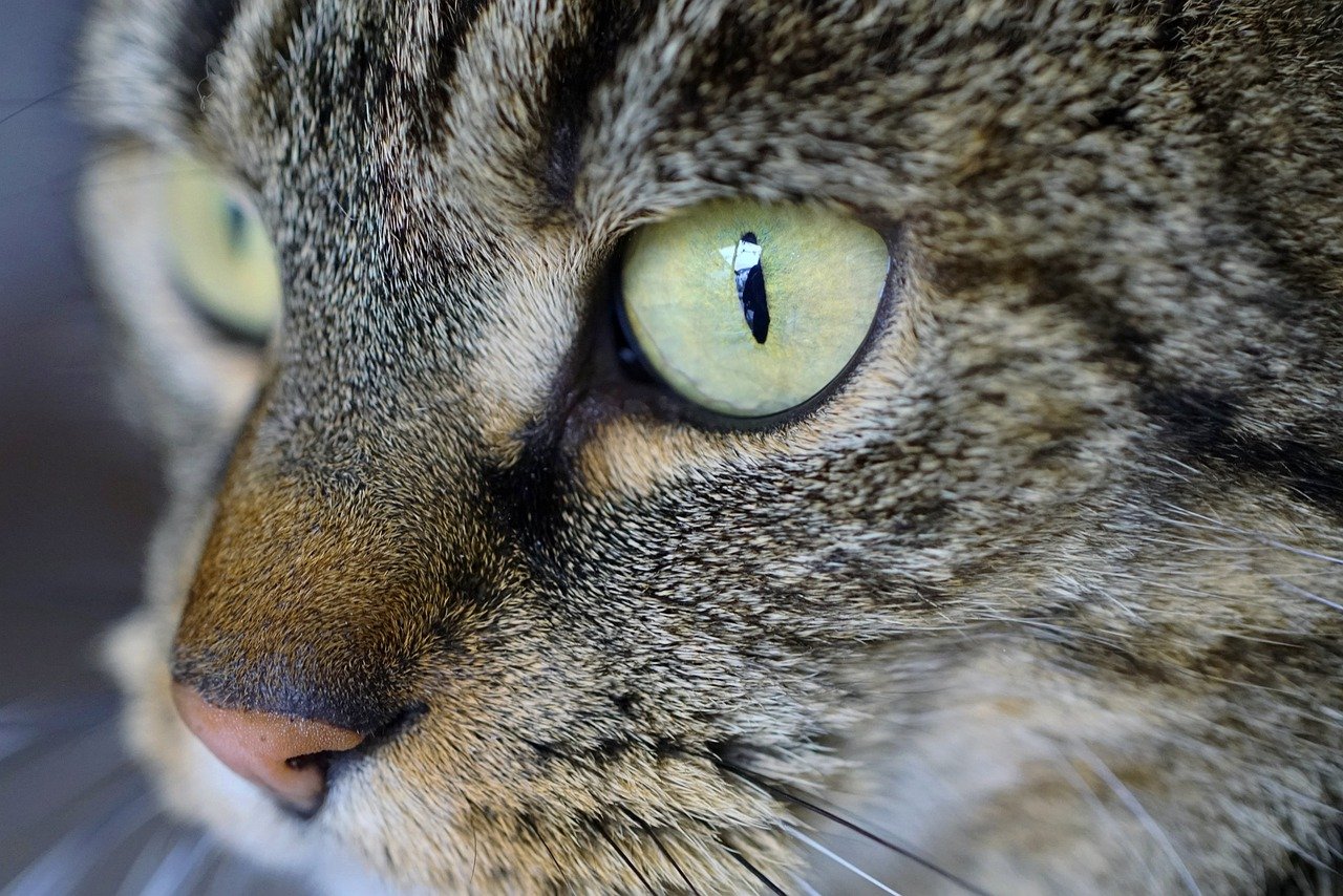 Tips for Teaching Your Cat to Stay Off Furniture